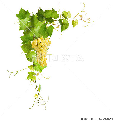 Collage of vine leaves and yellow grapes Collage of vine leaves and yellow grapes 28208824