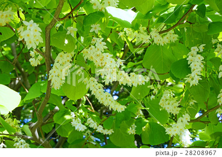 美しいハクウンボクの花 28208967