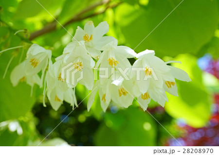 美しいハクウンボクの花 美しいハクウンボクの花 28208970