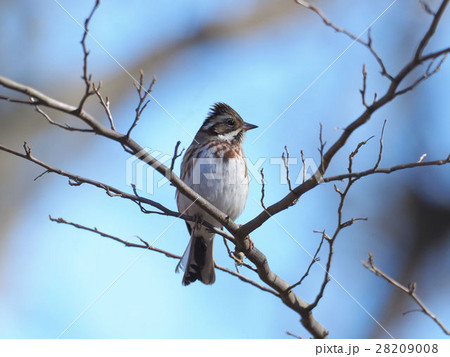 カシラダカ 28209008