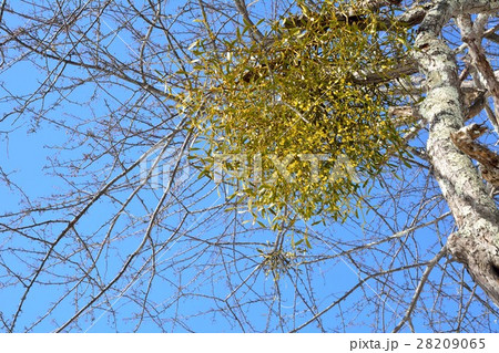 冬の白樺林の中の宿り木 28209065