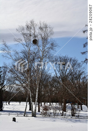 冬の白樺林の中の宿り木 冬の白樺林の中の宿り木 28209067