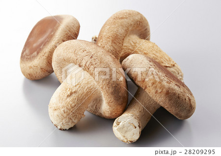 生椎茸 28209295