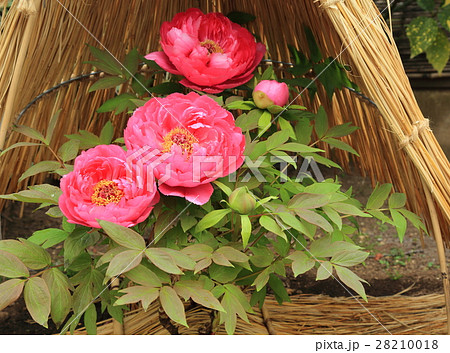 上野東照宮ぼたん苑の赤い冬牡丹の花・太陽 28210018