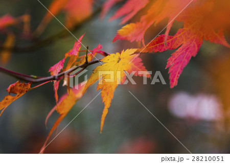 kamikouchi autumn season in nagano 28210051