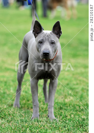 Peruvian Hairless Dog 28210187