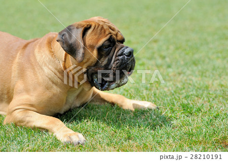 English Mastiff dog 28210191