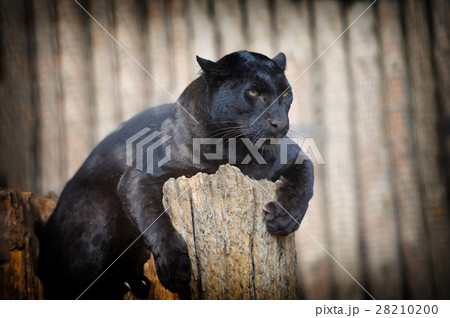 Leopard 28210200