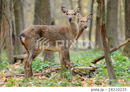 Deer Deer 28210235