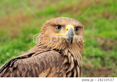 Eagle 28210537