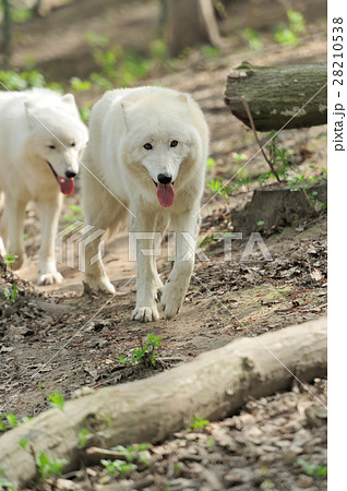 Wolf Wolf 28210538