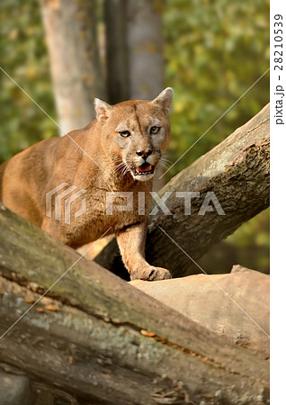 Cougar 28210539