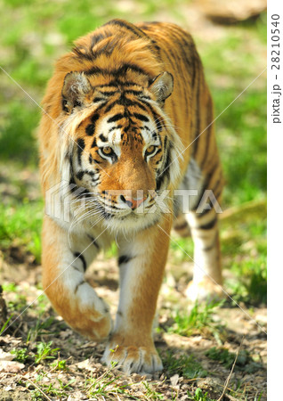 Tiger Tiger 28210540