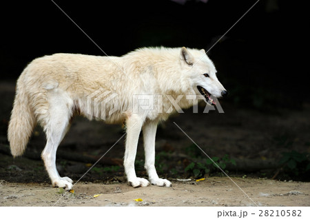 Wild wolf in the woods 28210582