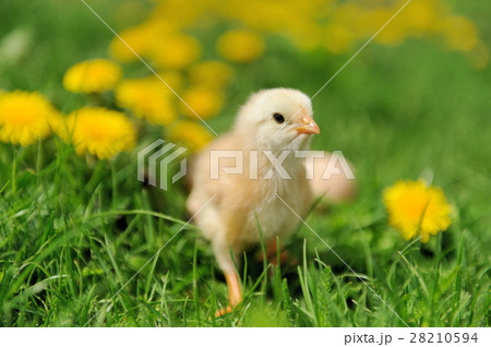 Little chicken 28210594