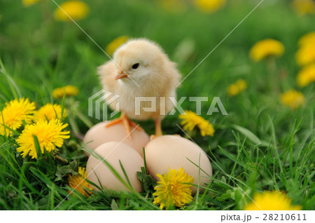 Little chicken 28210611