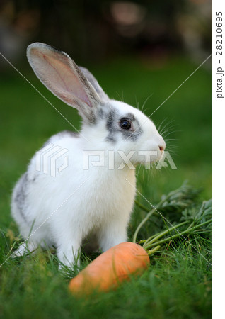 Rabbit 28210695