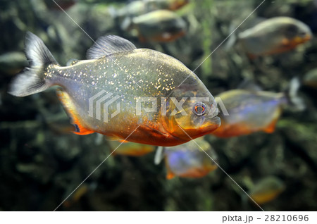 Tropical piranha fishes 28210696