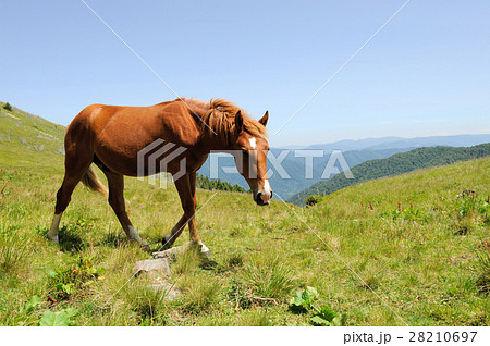 Horse 28210697