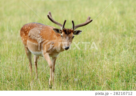 Whitetail Deer 28210712