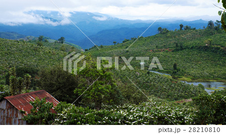 wide coffee plantation in blossoms season 28210810