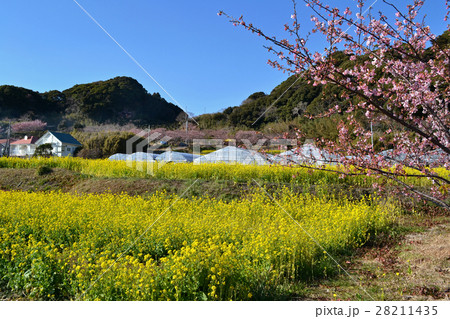 南房総市和田町の元朝桜と菜の花 南房総市和田町の元朝桜と菜の花 28211435