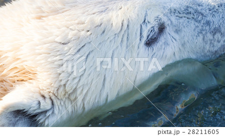 Close-up of a polarbear (icebear) 28211605