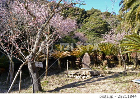 抱湖園（ほうこえん）の元朝桜（がんちょうざくら） 28211844