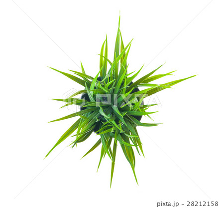 The green grass. The green grass. 28212158