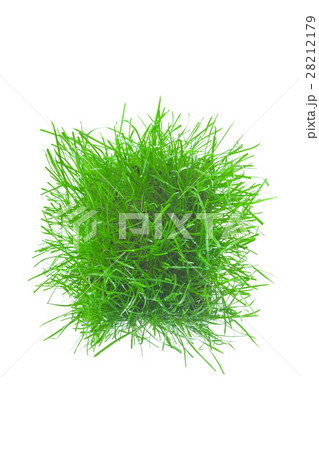 The green grass. 28212179