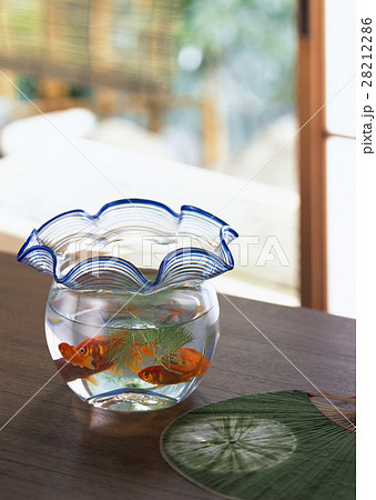 金魚 金魚 28212286