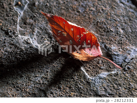 枯れ葉 28212331