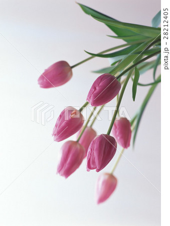 チューリップ 28212405