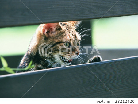 オシキャット 28212420