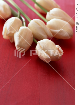 チューリップ 28212537