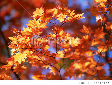 紅葉 28212576