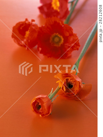 ラナンキュラスとポピー 28212608