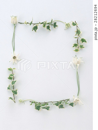 花と葉のフレーム 28212694