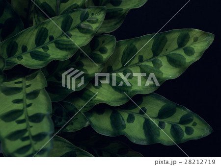 カラテア 28212719