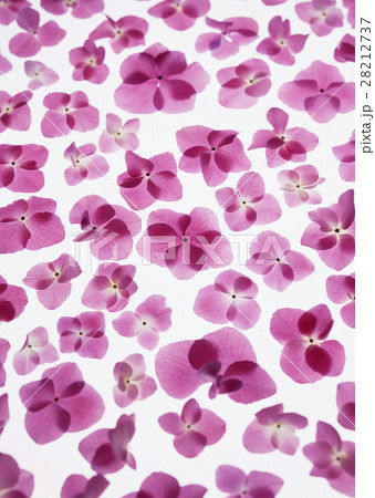 アジサイの花びら 28212737