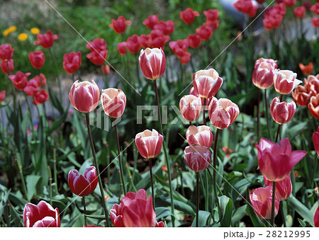 チューリップ畑 28212995