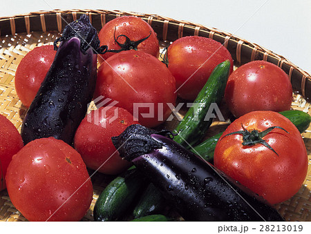 夏野菜 夏野菜 28213019