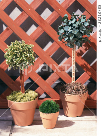 観葉植物 28213788