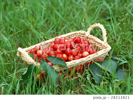 サクランボ 28213821