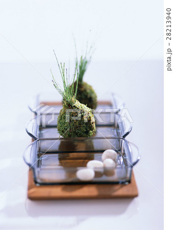 苔玉 28213940