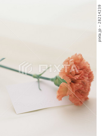 カーネーション 28214239