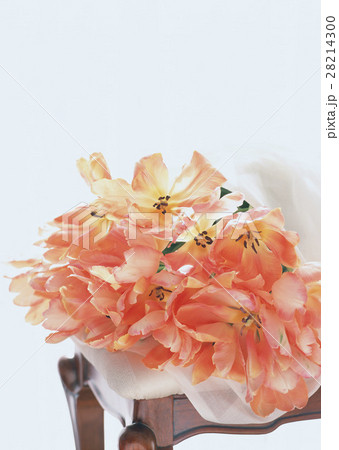 チューリップの花束 チューリップの花束 28214300