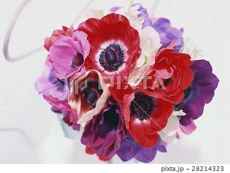 アネモネのブーケ 28214323