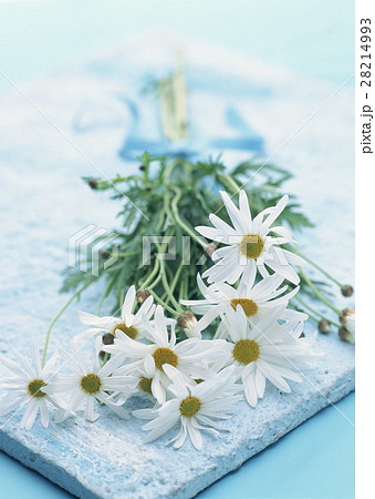 マーガレット 28214993