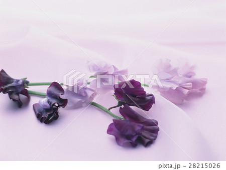 スイートピー 28215026